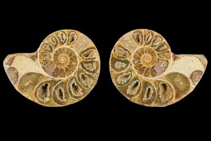 Cut & Polished Agatized Ammonite Fossil- Jurassic #131622